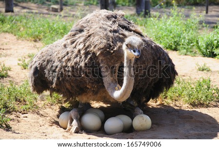 Ostriches With Their Eggs In The Klein Karoo, South Africa