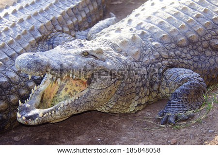 Large Crocodile with open mouth