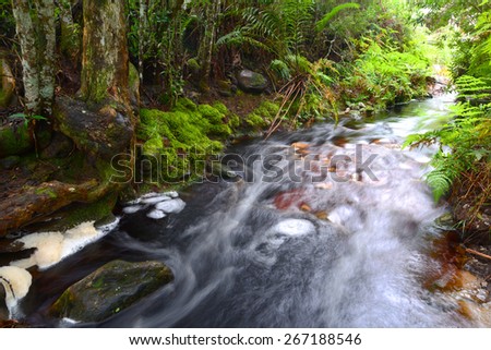 Stream running through indigenous forest  - South Africa