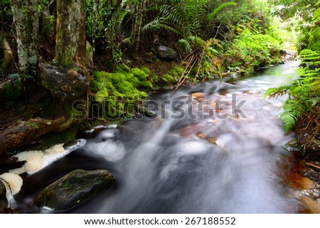 Stream running through indigenous forest  - South Africa