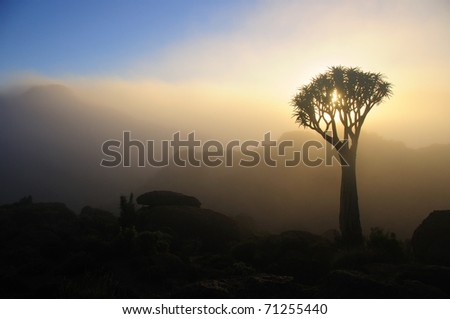 A quiver tree in the Northern Cape of South Africa