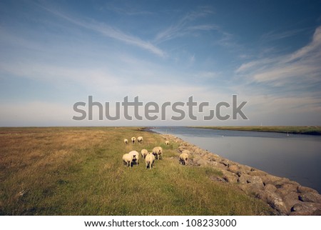 Danish sheep landscape just outside Ribe River Lock in Denmark