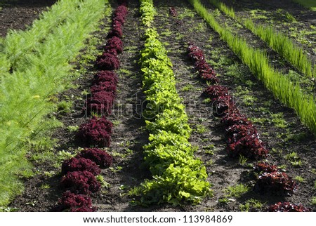 Green and red leafy vegetables cultivated in a outdoor bed