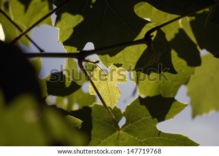 One light green wine leaf among other dark leaves.
