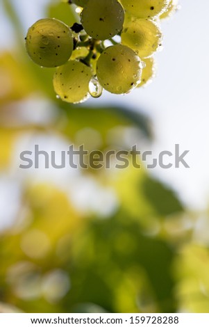 Dewy green grapes in the sun and with copy space.