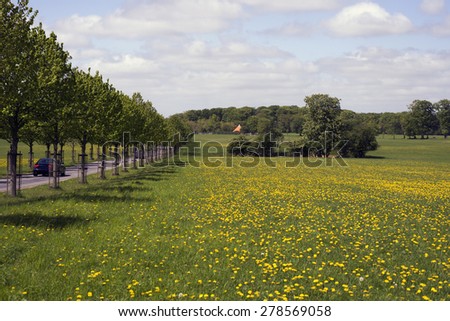Yellow flowers field under blue cloudy sky and an avenue in Denmark
