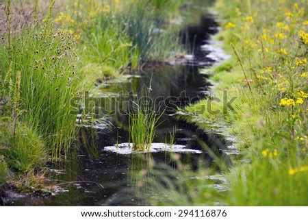 Stream with plants all over in summer