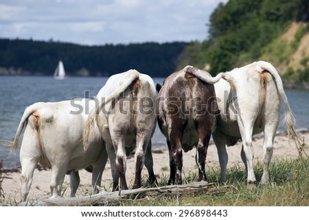 Cows close to Little Belt and beach in Denmark