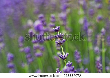Lavender Flowers in a Danish kitchen garden