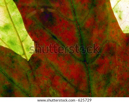 Fall - Autumn Color in a Autumn Leave