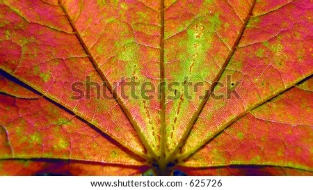 Fall - Autumn Color in a Autumn Leave