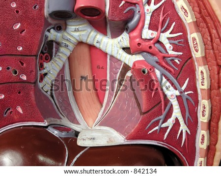 Inside Human Body Stock Photo 842134 : Shutterstock