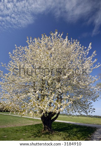 One Tree Blooming  - Sky Blue in Denmark #2
