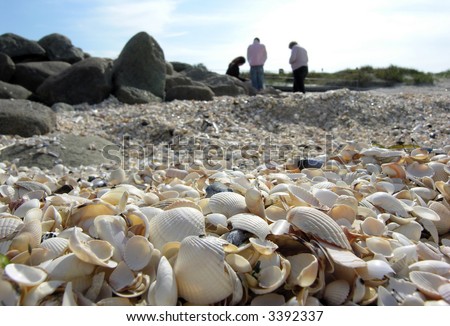 Seashells, Cockleshells and other Shells on Danish Beach a sunny Day #2