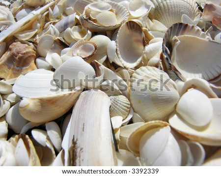 Seashells, Cockleshells and other Shells on Danish Beach a sunny Day #4