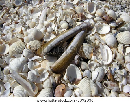Seashells, Cockleshells and other Shells on Danish Beach a sunny Day #1