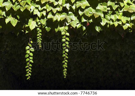 Creeping and hanging green leaves on a wall and under roof.