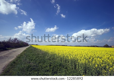 Oilseed Rapeseed Field and road a sunny day in Denmark