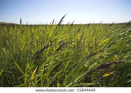 Green Rush All Over. Wetland Green Grass All Over the Island Coastline