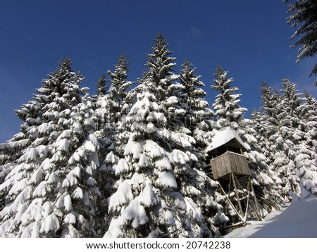 Hunting hut in winter forest.  Snow covered spruce trees and blue sky
