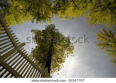 White picket fence and light green leafs on big springtime trees.