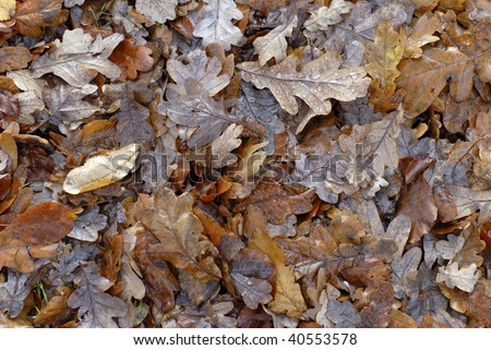 Oak leafs all over as autumn forest backgrounds.