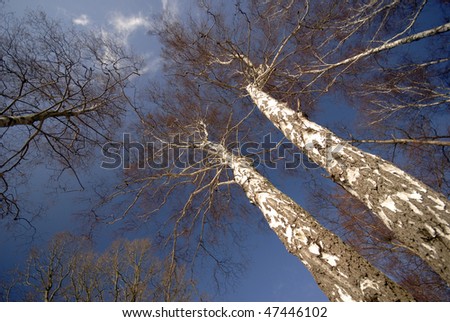 Birch trees sky blue from below. Danish forest.