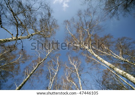 Birch trees from below. Danish forest near Little Belt.