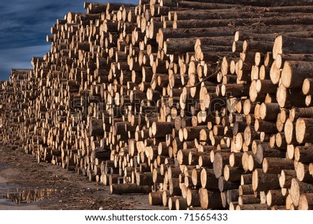 Stacked timber logs close-up and all over for industry