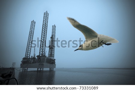 Oil rig close to harbour and a wild seagull flying