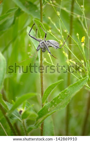 Giant wheel bug hanging upside-down in the grass.