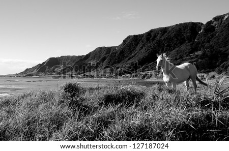 Windswept white horse on the coast at East Cape on New Zealand\'s North Island