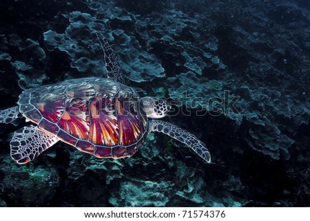 Green turtle (Chelonia mydas) swimming over a coral reef, with shell detail standing out. Taken in the Wakatobi, Indonesia.