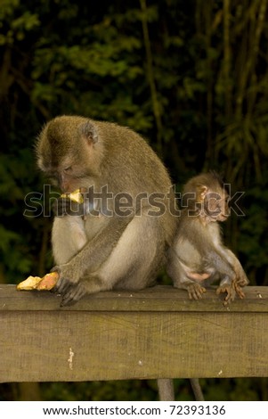 Adult and baby crab eating macaques (Macaca fascicularis) sitting back to back. Taken in Ubud Monkey Forest, Bali.