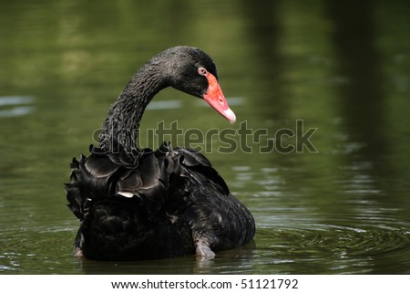 The resident black swan at the Singapore Botanic Gardens, Eco Pond.