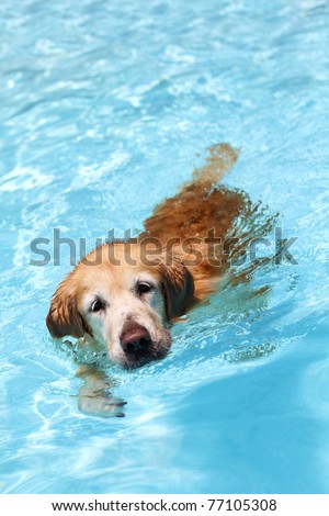 A golden retriever dog swimming in clear blue waters, front facing.