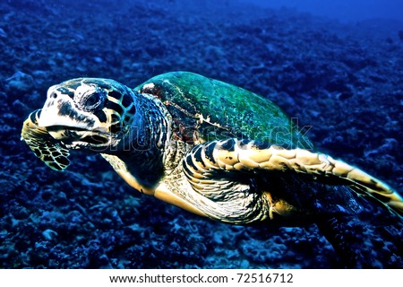 Hawksbill turtle (Eretmochelys imbricata) from Moorea island, Tahiti, French Polynesia.