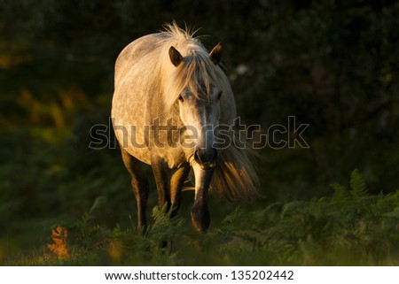 New Forest pony in the wild