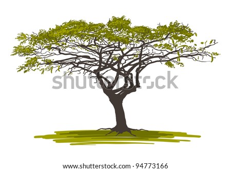 Cartoon Acacia Tree