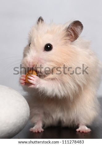 hamster with cheese