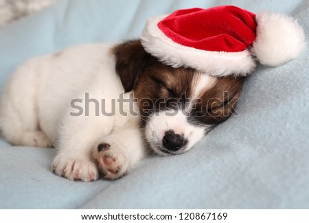 the puppy sleeps in a New Year\'s cap