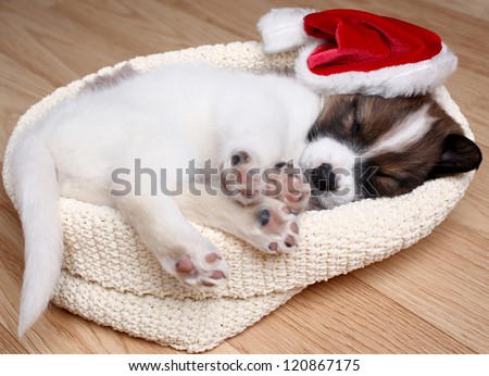 the puppy sleeps in a New Year's cap