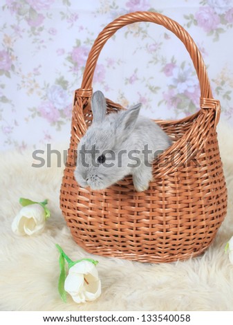 small gray rabbit in a basket on a light background