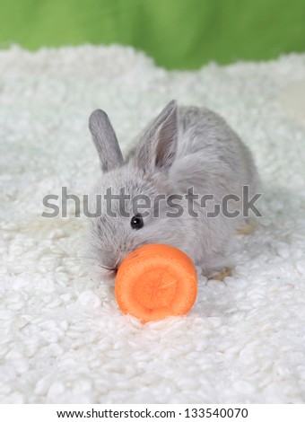 the small gray rabbit on a light background eats carrots