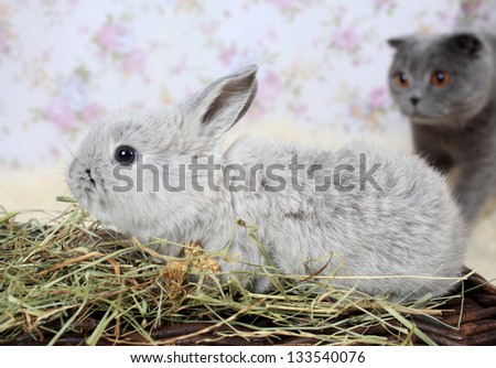 gray rabbit and cat