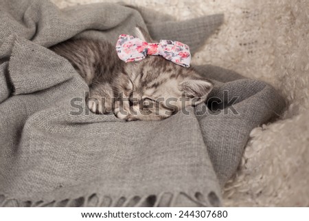 nice sleeping kitten with a bow