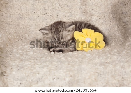nice sleeping kitten with a flower