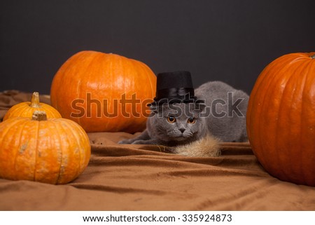 the gray British cat in a hat and a lot of pumpkins