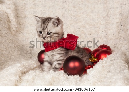 little gray kitten in a red scarf and New Year\'s spheres