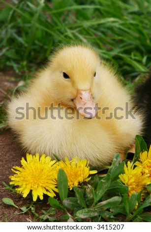 Small duck and yellow flowers in the afternoon